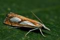 Catoptria_pinella_jd0367s