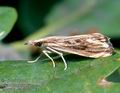 Catoptria_verella_10462