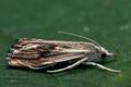 Catoptria_verellus_cd3974s