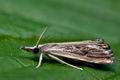 Catoptria_verellus_cj9508s