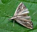 Catoptria_verellus_cj9550s