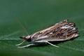 Catoptria_verellus_ck1859s