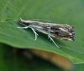 Catoptria_verellus_hz6922