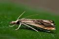 Catoptria_verellus_jb4830s