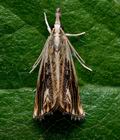 Catoptria_verellus_jb4849s