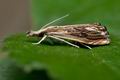 Catoptria_verellus_jb4866s