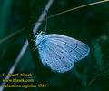 Celastrina_argiolus_4366