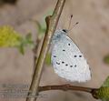 Celastrina_argiolus_aa6266