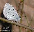 Celastrina_argiolus_aa6267