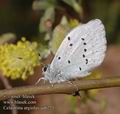 Celastrina_argiolus_aa6271