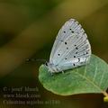 Celastrina_argiolus_ai1340