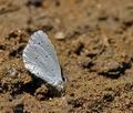 Celastrina argiolus al0055