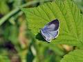 Celastrina_argiolus_cu9971