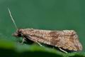 Celypha_striana_ck9960s