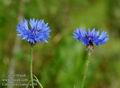 Centaurea_cyanus_a150