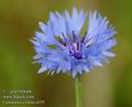 Centaurea_cyanus_a151