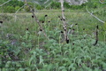 Centaurea_grbavacensis_ja2861