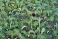 Centaurea_grbavacensis_ja2862
