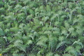 Centaurea_grbavacensis_ja2863