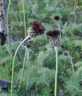 Centaurea_grbavacensis_ja2865