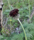 Centaurea_grbavacensis_ja2867
