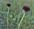 Centaurea_grbavacensis_ja2869