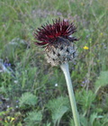 Centaurea_grbavacensis_ja2871