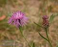 Centaurea_jacea_a4294