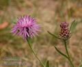 Centaurea_jacea_a4294