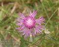 Centaurea_jacea_a4302