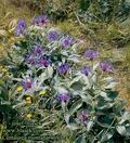 Centaurea_montana_4691