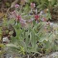 Centaurea_triumfettii_ab3271