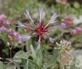 Centaurea_triumfettii_ab3278