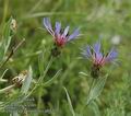 Centaurea_triumfettii_ab3322