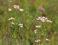 Centaurium_erythraea_a2830