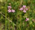 Centaurium_erythraea_bd1533