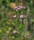 Centaurium_erythraea_bd1539