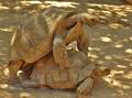 Centrochelys_sulcata_hg4940