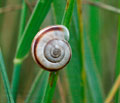 Cepaea_nemoralis_ab6209