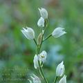 Cephalanthera_alba_ae2673