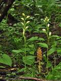 Cephalanthera_alba_br8531