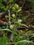 Cephalanthera_alba_br8543