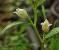 Cephalanthera_alba_br8552