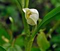 Cephalanthera_alba_jd7817