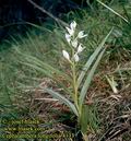 Cephalanthera_longifolia_41