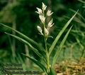 Cephalanthera_longifolia_8245