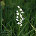 Cephalanthera_longifolia_ak3918