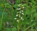 Cephalanthera_longifolia_br7156