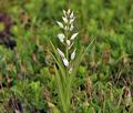 Cephalanthera_longifolia_br7655