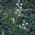 Cephalanthera_longifolia_dc7864